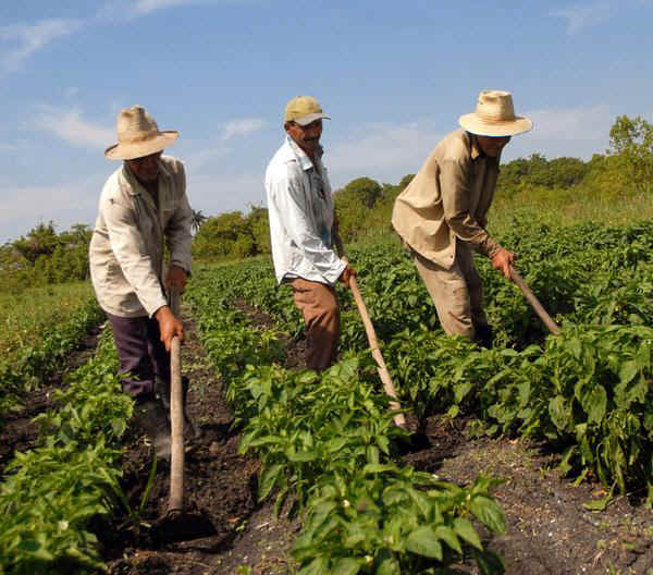 You are currently viewing CÂMARA APROVA NOVOS FINANCIAMENTOS PARA AGRICULTORES ENDIVIDADOS