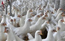 You are currently viewing Líder mundial, Brasil vende carne de frango para 150 países