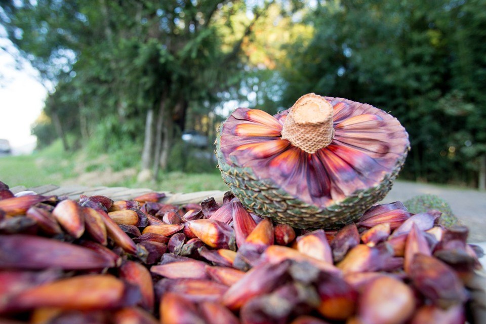 You are currently viewing SANTA CATARINA DEVE COLHER ATÉ 12 MIL TONELADAS DE PINHÃO EM 2016