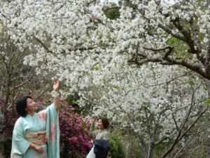 Read more about the article Sakura Matsuri atrai mais de 2 mil pessoas em Frei Rogério.