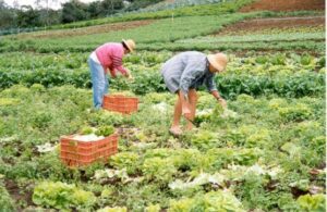 Read more about the article CADASTRO AMBIENTAL RURAL: PRAZO PARA INSCRIÇÃO TERMINA EM POUCO MAIS DE UM MÊS;